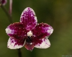 phalaenopsis  