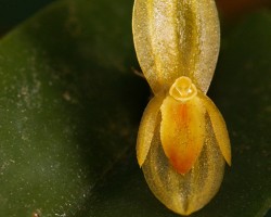 Pleurothallis sp.