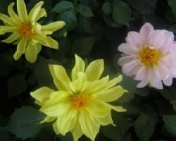 Flores 1
