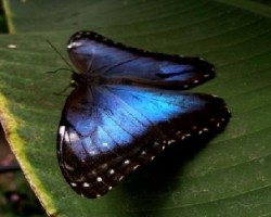 Mariposa Morpho 2