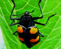 Escarabajo1