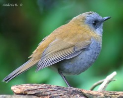 Black-billed Nightingale-Thrush (Catharus gracilirostris)
