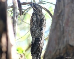 Northern Potoo (Nyctibius jamaicensis)