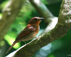 Red-crowned Ant-Tanager (Habia rubica)