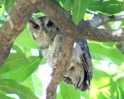 Pacific Screech-Owl (Megascops cooperi)