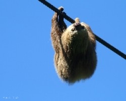 Hoffmann's Two-toed Sloth  'Choloepus hoffmanni'