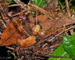 Streak-chested Antpitta (Hylopezus perspicillatus) nest