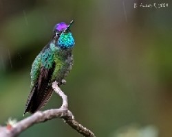 Magnificent Hummingbird (Eugenes fulgens)
