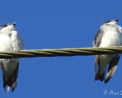 Mangrove Swallow (Tachycineta albilinea)