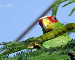 White-fronted Parrot (Amazona albifrons)