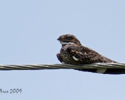 Lesser Nighthawk (Chordeiles acutippenis)
