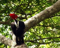 Pale-billed Woodpecker ()