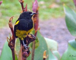 Black-cowled Oriole 