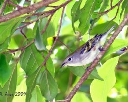 Chesut-sided Warbler (Dendroica pensylvanica)