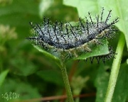 larva de Nymphalidae