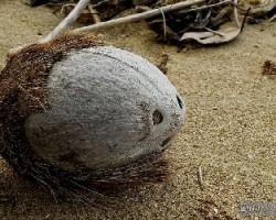 Cocos nucifera - semilla