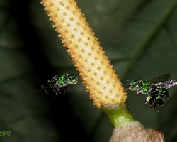 Euglossa viridissima