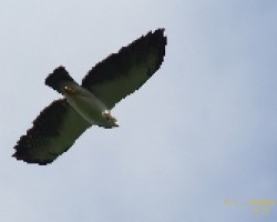 Short-tailed Hawk -- Buteo brachyurus - adulto en fase clara