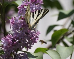 Papilio machaon y abeja.