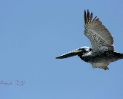 el vuelo del pelicano