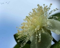 flor de azahar