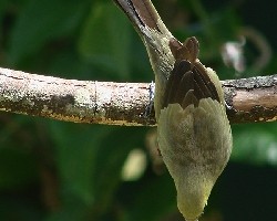 Viudita gris (Palm tanager)