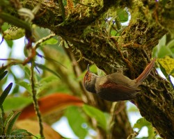  Red-faced Spinetail -- Cranioleuca erythrops 