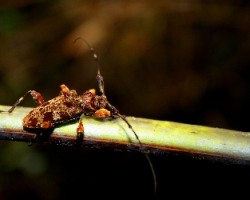Escarabajo Cerambycidae