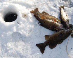 Pescando en hielo