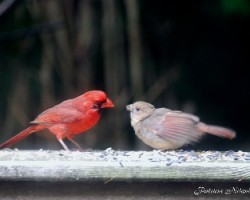 Familia de cardenales