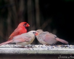 Familia de cardenales
