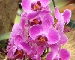 phalaenopsis sp