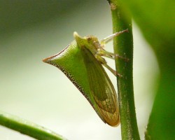 Escarabajo Espina
