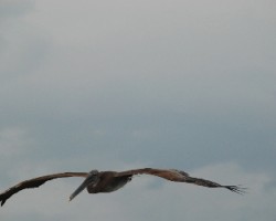 Otro pelicano