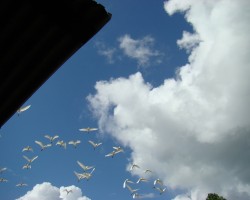 Aves en el cielo