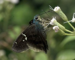 Mariposa Cabeza Azul