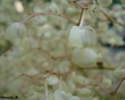 Flor blanca2