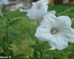 Flor blanca4