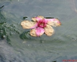 Flor de adelfa en el agua