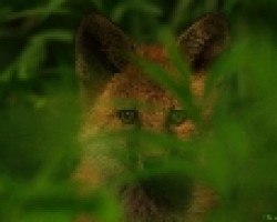 Vulpes vulpes, Red Fox Kit