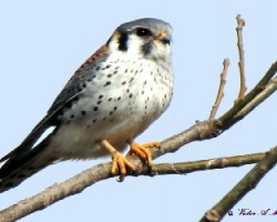 HALCON COLORADO -Falco sparverius
