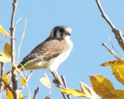 HALCON COLORADO -Falco sparverius