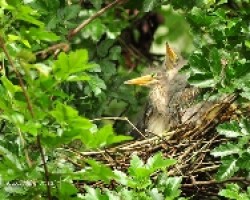 Los consentidos del nido