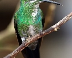 Green-Crowned Brilliant  Female