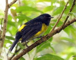 Blank and Yellow Silky FlyCatcher Male