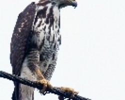 Gray Hawk - Juvenil