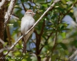 Spizella passerina (Chipping Sparrow)