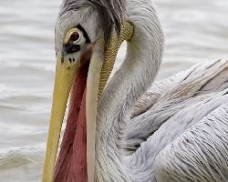 Pelicano rosado