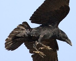 Corneja negra (Corvus corone)........ en vuelo