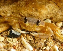 Cangrejo-crab